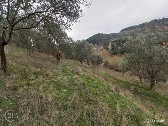 C.21LOCADAN HAVRAN DEREÖREN SATILIK 1692 M2 MÜKEMMEL ZEYTİNLİK - Görsel 30