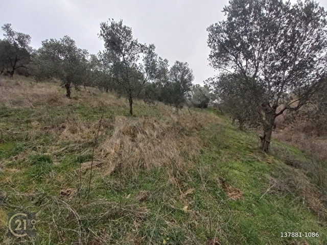C.21LOCADAN HAVRAN DEREÖREN SATILIK 1692 M2 MÜKEMMEL ZEYTİNLİK - Görsel 22