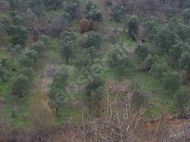C.21LOCADAN HAVRAN DEREÖREN SATILIK 1692 M2 MÜKEMMEL ZEYTİNLİK - Görsel 4