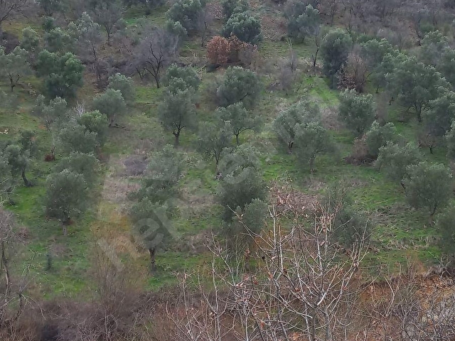 C.21LOCADAN HAVRAN DEREÖREN SATILIK 1692 M2 MÜKEMMEL ZEYTİNLİK - Görsel 2