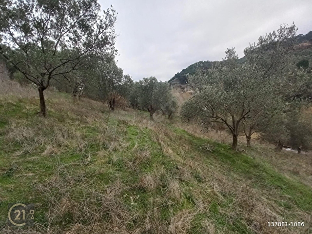 C.21LOCADAN HAVRAN DEREÖREN SATILIK 1692 M2 MÜKEMMEL ZEYTİNLİK - Görsel 18