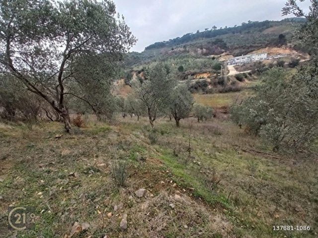 C.21LOCADAN HAVRAN DEREÖREN SATILIK 1692 M2 MÜKEMMEL ZEYTİNLİK - Görsel 26