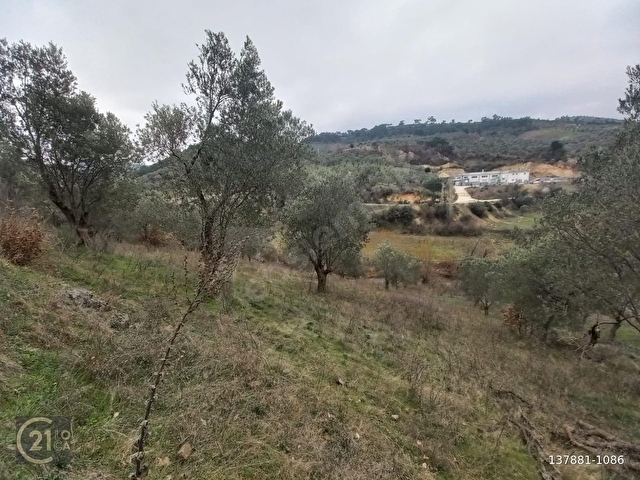 C.21LOCADAN HAVRAN DEREÖREN SATILIK 1692 M2 MÜKEMMEL ZEYTİNLİK - Görsel 29