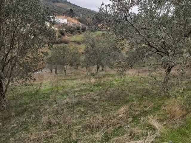 C.21LOCADAN HAVRAN DEREÖREN SATILIK 1692 M2 MÜKEMMEL ZEYTİNLİK - Görsel 9