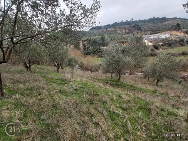 C.21LOCADAN HAVRAN DEREÖREN SATILIK 1692 M2 MÜKEMMEL ZEYTİNLİK - Görsel 23