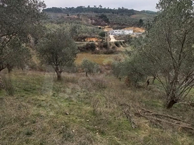 C.21LOCADAN HAVRAN DEREÖREN SATILIK 1692 M2 MÜKEMMEL ZEYTİNLİK - Görsel 13