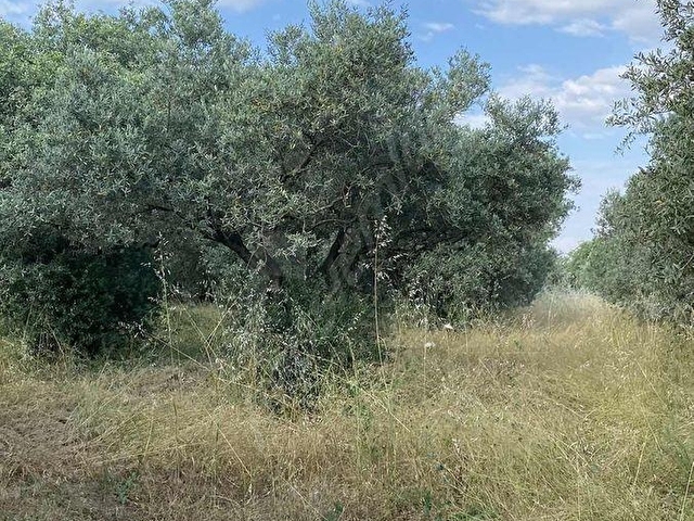 AKHİSAR BALLICADA 2.250 M2 SATILIK ZEYTİNLİK - Görsel 6