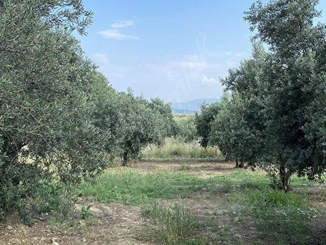 AKHİSAR BALLICADA 2.250 M2 SATILIK ZEYTİNLİK - Görsel 5
