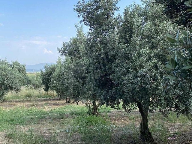 AKHİSAR BALLICADA 2.250 M2 SATILIK ZEYTİNLİK - Görsel 4