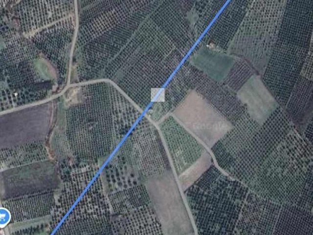 AKHİSAR BALLICADA 2.250 M2 SATILIK ZEYTİNLİK - Görsel 2