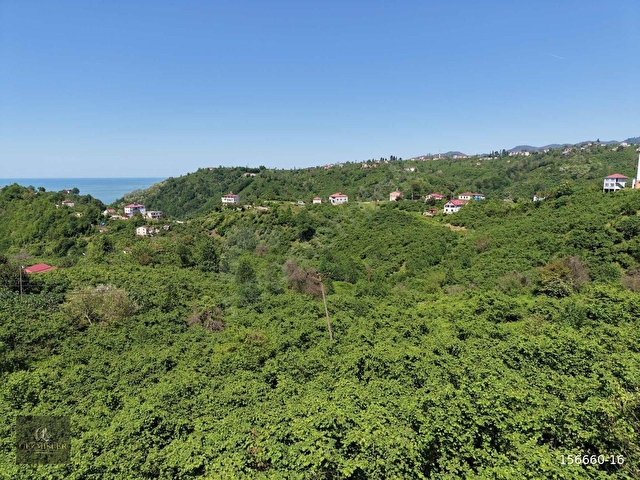 KEŞAP - KARAKOÇ KÖYÜ - 5 PARSEL TOPLAM 7650 m2 SATILIK ARSA - Görsel 8
