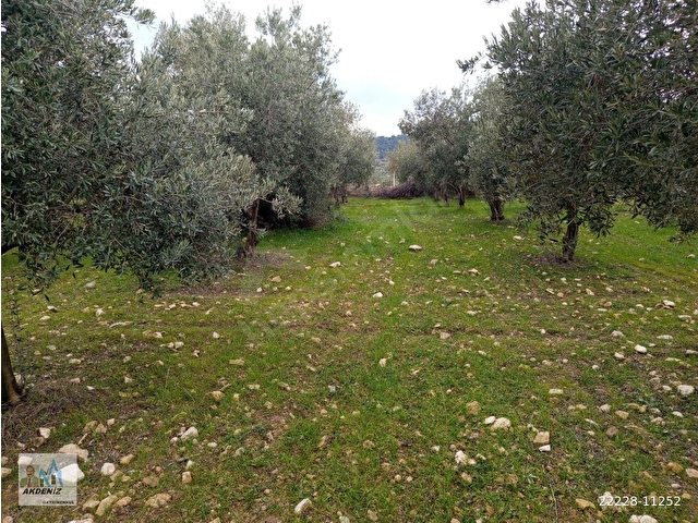 Akdeniz Emlaktan Satılık Şehzadeler İlç Kalemli Mah 8080 m2 Yol Kenarı - Görsel 14