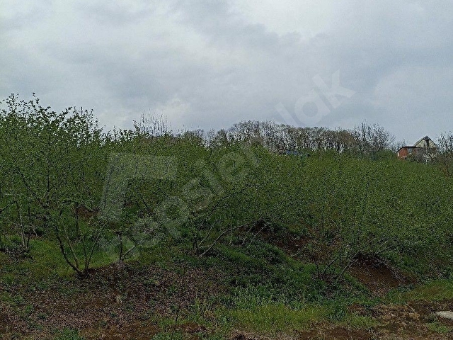 Sakarya Serdivan çubuklu mah yatırımlık manzaralı 1538m2findik bah - Görsel 11