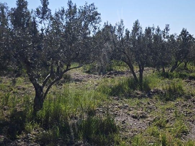 EZİNE DALYANDA RESMİ YOLA CEPHE 3.565M² SATILIK ZEYTİNLİK - Görsel 21