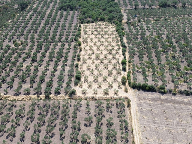EZİNE DALYANDA RESMİ YOLA CEPHE 3.565M² SATILIK ZEYTİNLİK - Görsel 3