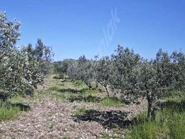 EZİNE DALYANDA RESMİ YOLA CEPHE 3.565M² SATILIK ZEYTİNLİK - Görsel 30