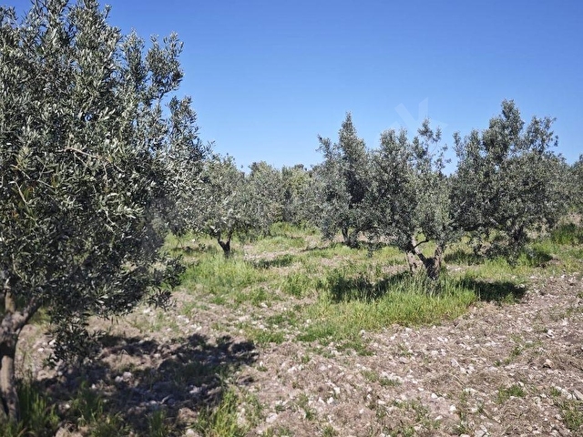 EZİNE DALYANDA RESMİ YOLA CEPHE 3.565M² SATILIK ZEYTİNLİK - Görsel 15