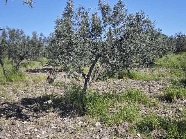 EZİNE DALYANDA RESMİ YOLA CEPHE 3.565M² SATILIK ZEYTİNLİK - Görsel 20