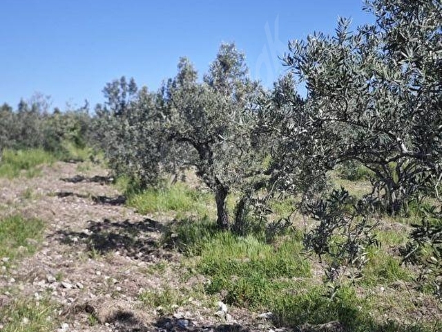 EZİNE DALYANDA RESMİ YOLA CEPHE 3.565M² SATILIK ZEYTİNLİK - Görsel 25