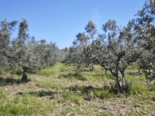 EZİNE DALYANDA RESMİ YOLA CEPHE 3.565M² SATILIK ZEYTİNLİK - Görsel 22