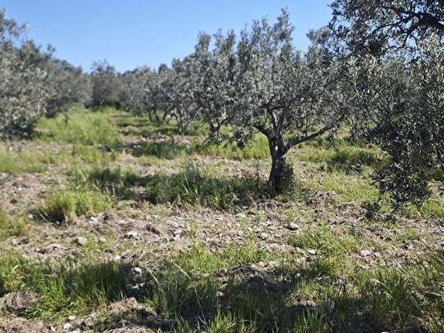 EZİNE DALYANDA RESMİ YOLA CEPHE 3.565M² SATILIK ZEYTİNLİK - Görsel 26