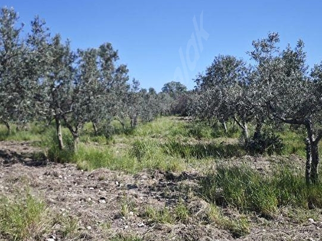 EZİNE DALYANDA RESMİ YOLA CEPHE 3.565M² SATILIK ZEYTİNLİK - Görsel 19