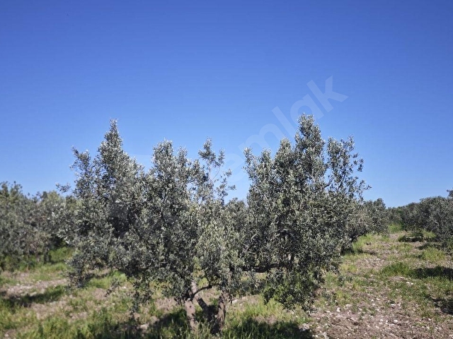 EZİNE DALYANDA RESMİ YOLA CEPHE 3.565M² SATILIK ZEYTİNLİK - Görsel 14