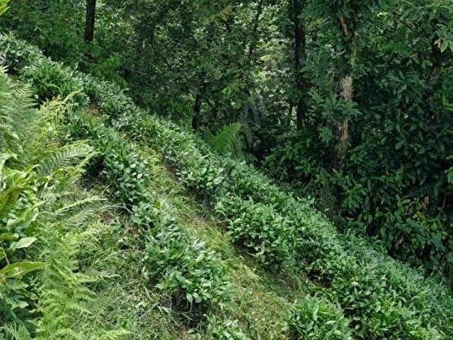 BALSU MAHALLESİNDE SATILIK ARAZİ 2157 m2 - Görsel 4