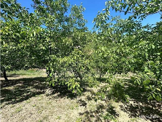 KOCAELİ KARAMÜRSEL İNEBEYLİ TAŞAĞIL MAHALLESİ  SATILIK 2154 M2 BAHÇE - Görsel 8