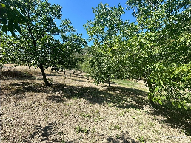 KOCAELİ KARAMÜRSEL İNEBEYLİ TAŞAĞIL MAHALLESİ  SATILIK 2154 M2 BAHÇE - Görsel 7