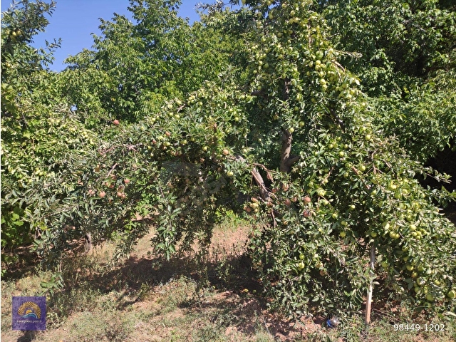 Çameli, Cevizli de 1 546 m2 Taş köy evi ve Müstakil Arsa Acil  Satılık - Görsel 10