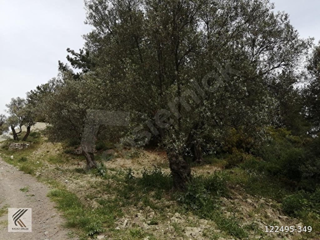 Ayvalık Sarmısaklıda Lebi derya deniz ve göl manzaralı bakımlı zeytinlik - Görsel 9