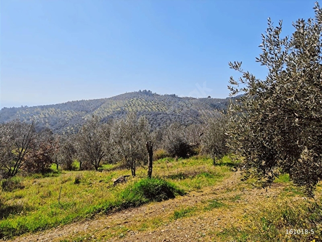 ACİL DENİZ VE KAZDAĞLARI MANZARALI 285 M2 SATILIK TARLA - Görsel 11