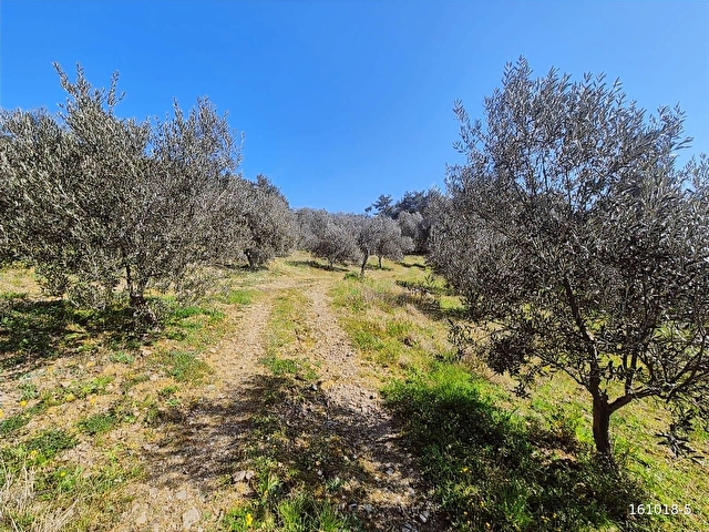 ACİL DENİZ VE KAZDAĞLARI MANZARALI 285 M2 SATILIK TARLA - Görsel 4