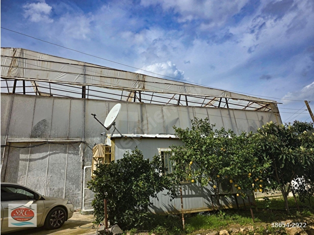 Mersin Anamur Satılık Muz Serası - Görsel 22