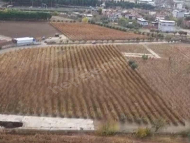 Ahmetlide İmar Sınırında 7.750m2 Yatırımlık Bağ (Takasa açık) - Görsel 6