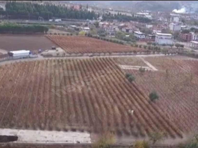 Ahmetlide İmar Sınırında 7.750m2 Yatırımlık Bağ (Takasa açık) - Görsel 4