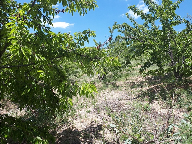 YAHYALI YENİCE MAHALLESİ ÇAT MEVKİİNDE, İÇERİSİ MEYVE AĞAÇLI 1350 M2 ARSA SATILIKTIR. - Görsel 15