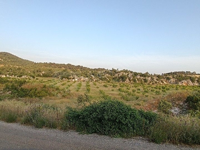 AYDINCIK DURUHANDA 21185 M2 SATILIK BADEM BAHÇESİ - Görsel 6