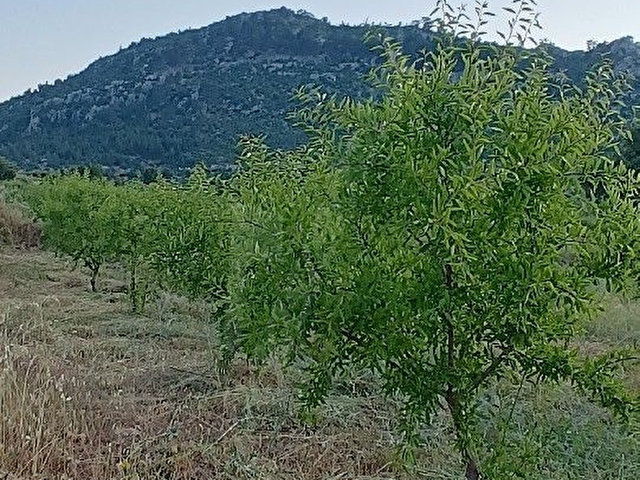 AYDINCIK DURUHANDA 21185 M2 SATILIK BADEM BAHÇESİ - Görsel 10