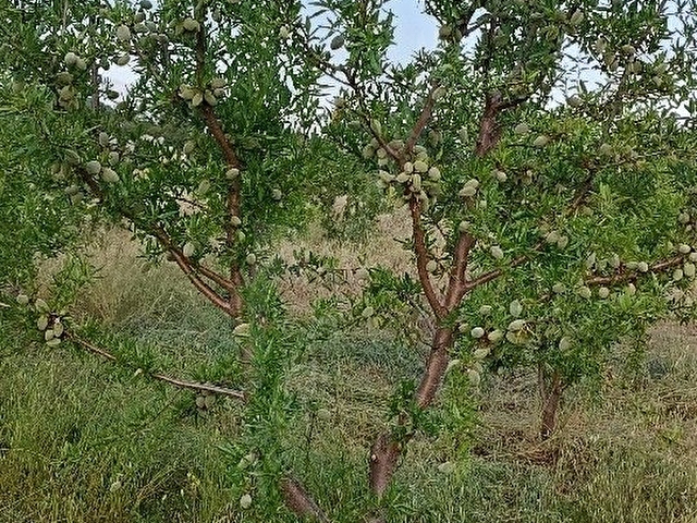 AYDINCIK DURUHANDA 21185 M2 SATILIK BADEM BAHÇESİ - Görsel 12