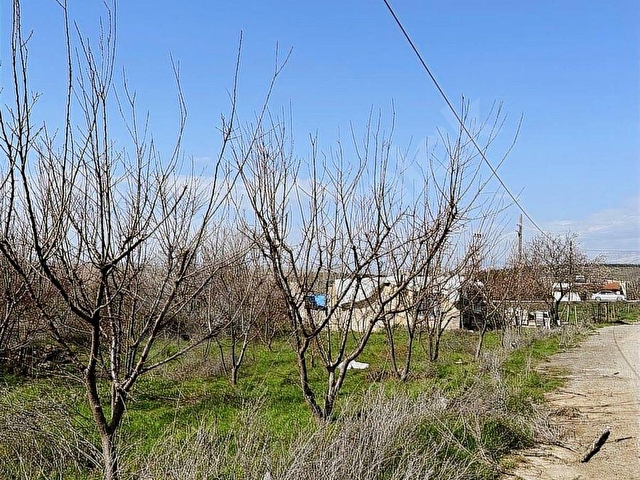 UÇANDAN ANAYOL KENARI MUT - MERSİN ANAYOL KENARI - Görsel 7