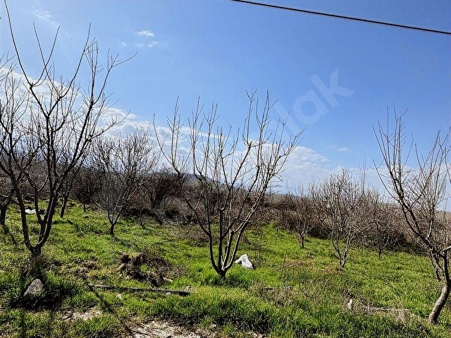 UÇANDAN ANAYOL KENARI MUT - MERSİN ANAYOL KENARI - Görsel 4
