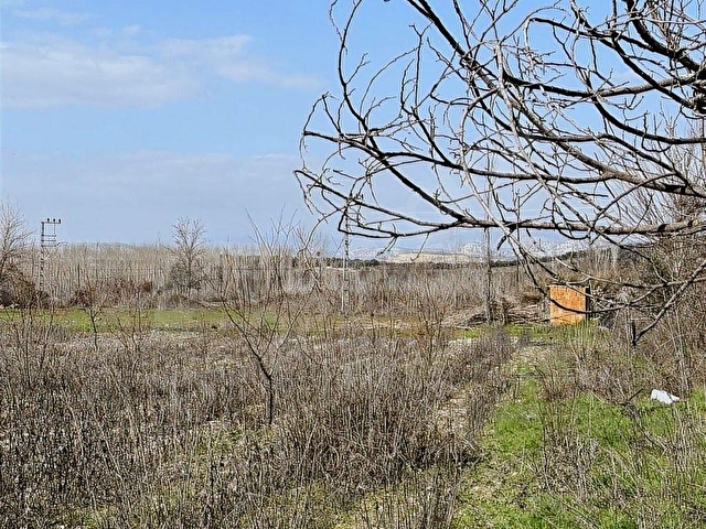 UÇANDAN ANAYOL KENARI MUT - MERSİN ANAYOL KENARI - Görsel 15
