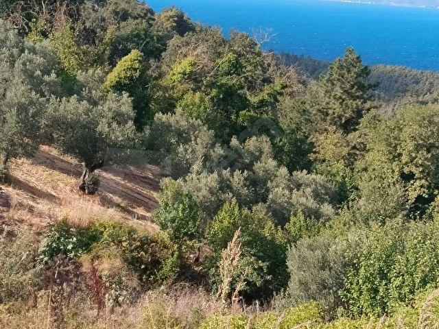 BURSA  OSMANGAZİ GÜNDOĞDU MAH.DE SATILIK ZEYTİNLİK ARAZİSİ DENİZ GÖRÜR DAİRE İLE TAKAS DÜŞÜNÜLÜR