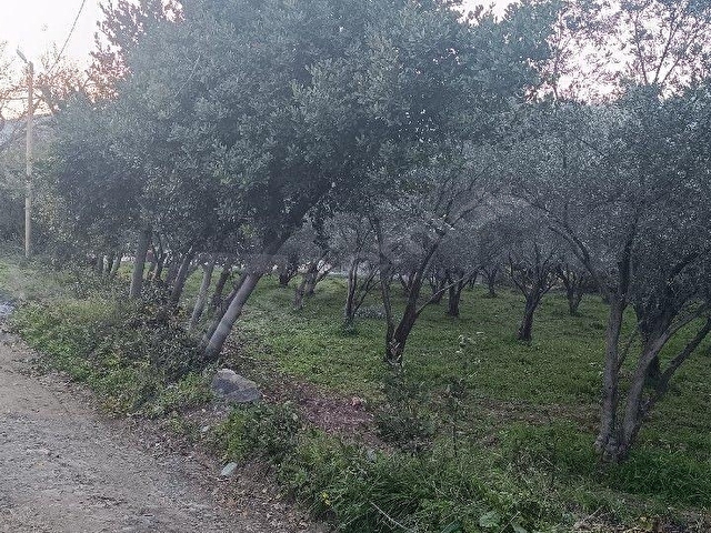 YAYLICA MAH SATILIK 627 M2+500 M2 BİTİŞİK İKİ PARSEL DOĞAYLA İÇ İÇE MUHTEŞEM BİR KONUMDA KELEPİR... - Görsel 3