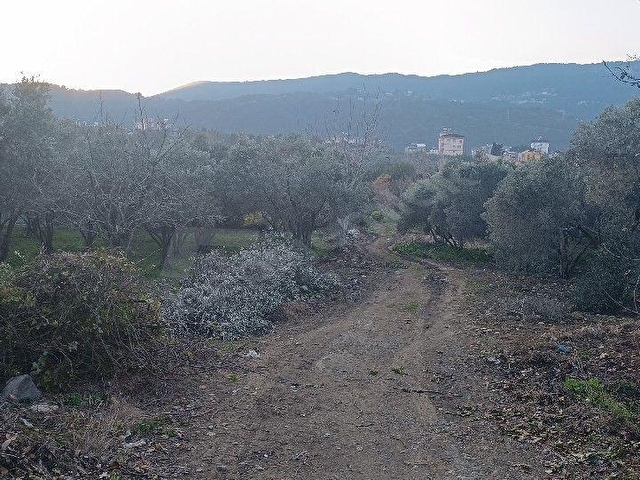YAYLICA MAH SATILIK 627 M2+500 M2 BİTİŞİK İKİ PARSEL DOĞAYLA İÇ İÇE MUHTEŞEM BİR KONUMDA KELEPİR... - Görsel 4