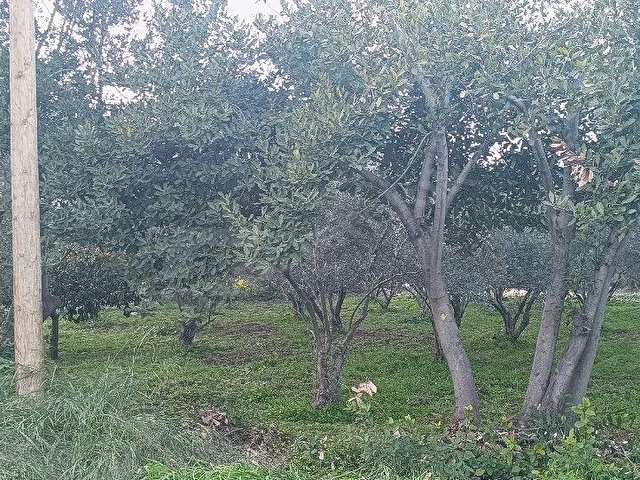 YAYLICA MAH SATILIK 627 M2+500 M2 BİTİŞİK İKİ PARSEL DOĞAYLA İÇ İÇE MUHTEŞEM BİR KONUMDA KELEPİR... - Görsel 13