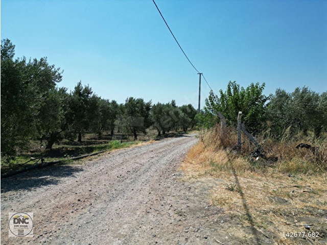 BERGAMA YUKARIKIRIKLARDA YÜKSEK VERİMLİ YATIRIMLIK ZEYTİNLİK - Görsel 29