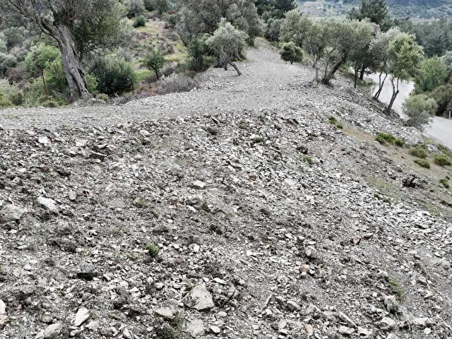 Seferihisar Beyler mah. Asfalt Yola Cepheli Zeytinlik - Görsel 11